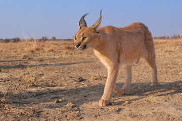 Caracal