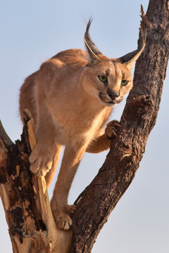 Caracal