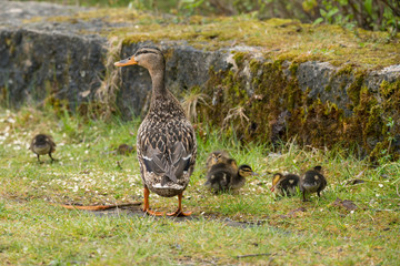 Ente bewacht ihre Jungen