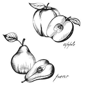 set of vintage images of fruits on a white background , a pear and an apple painted by hand in black ink on paper