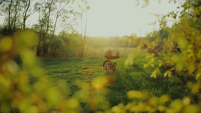 mother and little baby play at sunset. Happy mother with her litte son in forest.