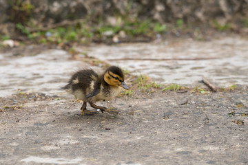 Entenküken auf Wanderschaft