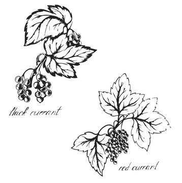Sketch black and red currants , berries , sketch done with ink on paper
