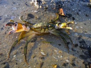 Crab  