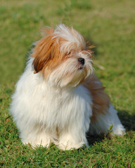 Portrait of lhasa apso dog