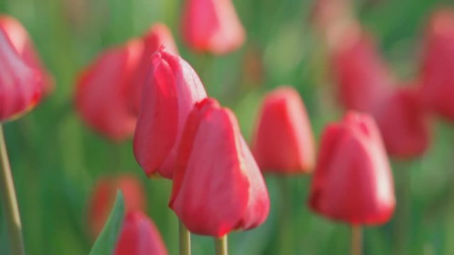 Field of red tulips, closeup of the buds sway in the wind