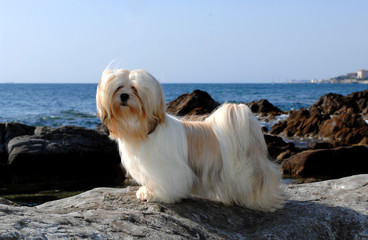 Portrait of lhasa apso dog