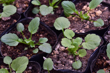 パンジーのポット苗のアップ