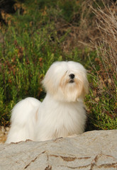 Portrait of lhasa apso dog