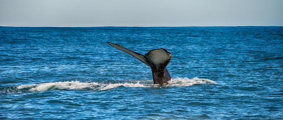 Fototapeta premium Tail of a whale in Husavik, Iceland