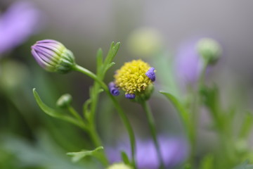 Aster