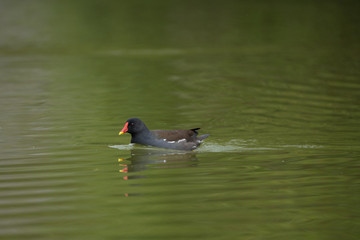Teichhuhn durchmisst den Teich