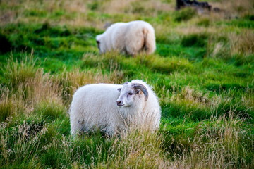 Grazing sheeps