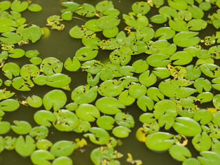 COLOR PHOTO OF LILY PADS IN STILL WATER