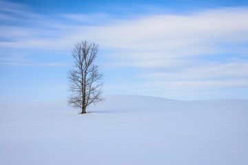 Fototapeta na wymiar 北海道、美瑛の雪景色
