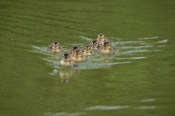 Entenküken beim Verbandsschwimmen