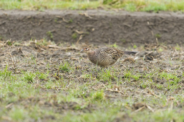 キジ雌(common pheasant)