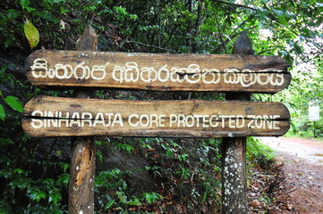 sinharaja regenwald, sri lanka