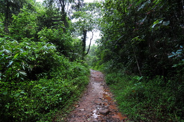 sinharaja regenwald, sri lanka