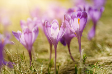 Beautiful violet crocus flowers growing on the dry grass, the first sign of spring. Seasonal sunny easter background.