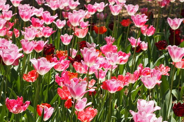 花畑のチューリップ