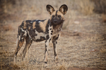 African Wild Dog