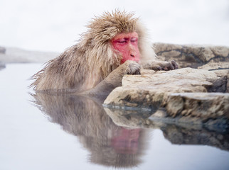 Portrait of a Japanese Snow Monkey in a hot spring, Jigokudani, Nagano, Japan.