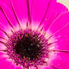 Obraz premium beautiful bright pink gerber