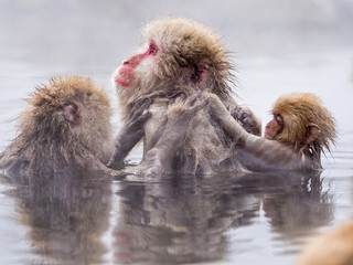 Snow monkeys groom and take a bath, Jigokudani, Nagano, Japan.