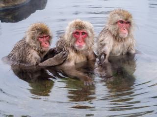 Snow monkeys groom and take a bath, Jigokudani, Nagano, Japan.