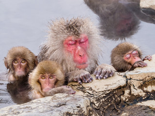 Snow monkeys take a bath, Jigokudani, Nagano, Japan.