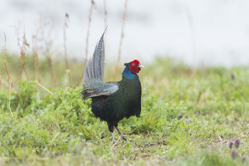 キジ雄(common pheasant)
