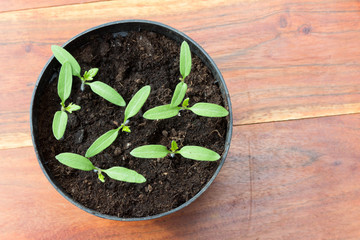 Frühlingserwachen im Blumentopf