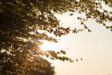 Baum bei Sonnenuntergang