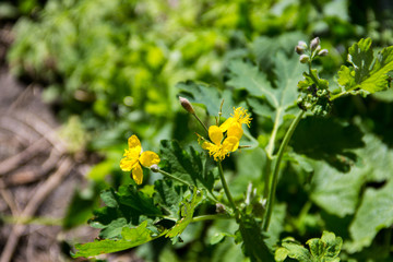 Celandine (Chelidonium majus)