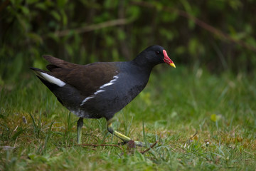 Laufendes Teichhuhn