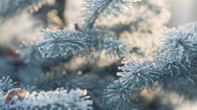 blue spruce branches covered with frost slide in winter morning, prores footage