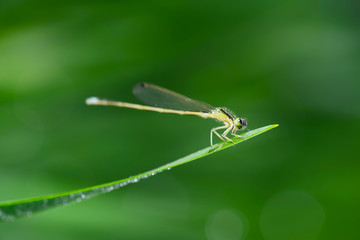 Damselflies stay on the green grass
