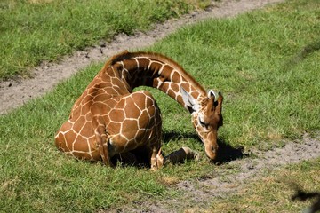 Obraz premium Baby Giraffe at animal reserve