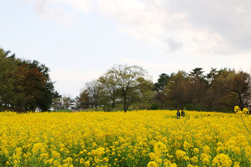 Obraz premium 菜の花