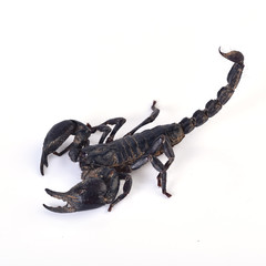Scorpion isolated on white background