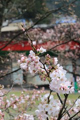 満開の桜と赤い橋