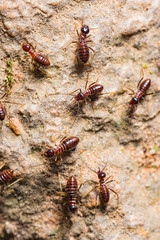 Dark brown termites are walking on the ground back to their nest.