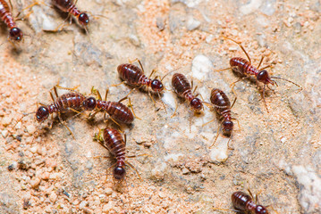 Dark brown termites are walking on the ground back to their nest.