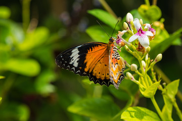 The butterfly is sucking the liquid from the plant nectar using its proboscis.