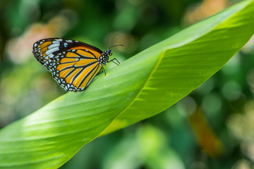 The butterfly is sitting on the leaf.