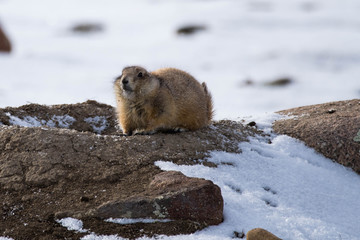 Prairie Dog in Winter