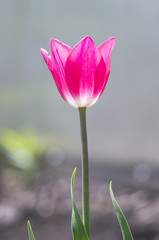 Naklejka premium A photo of a beautiful single tulip over a blurred background. 