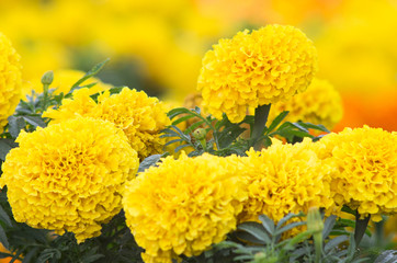 Lots of beautiful marigold flowers in the garden.