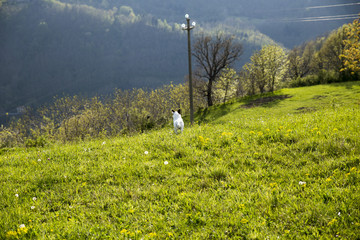 Walking